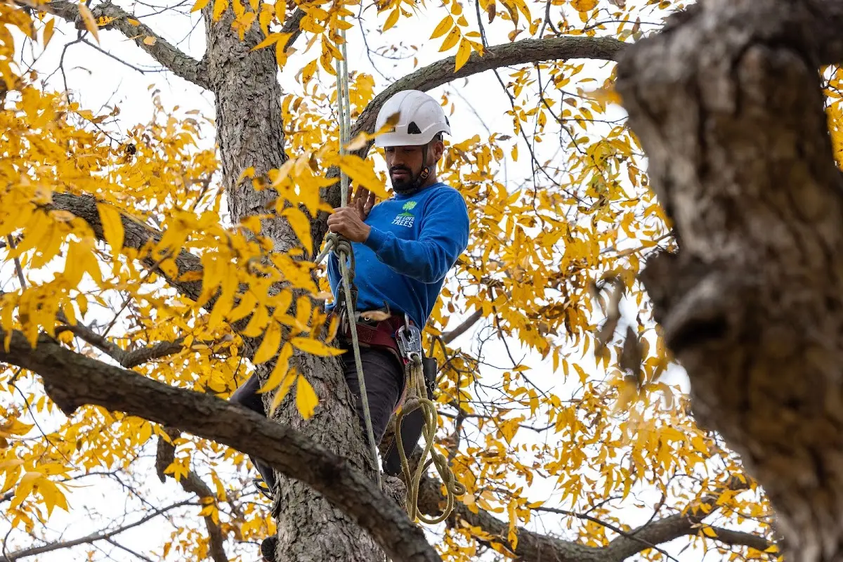 Skilled Tree Planing crew working in Glassboro